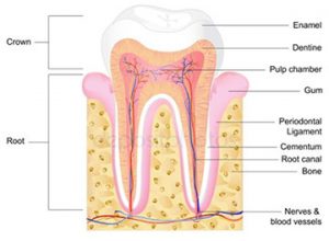 Root Canal Treatment Newport Beach - Root Canal Treatment Orange County